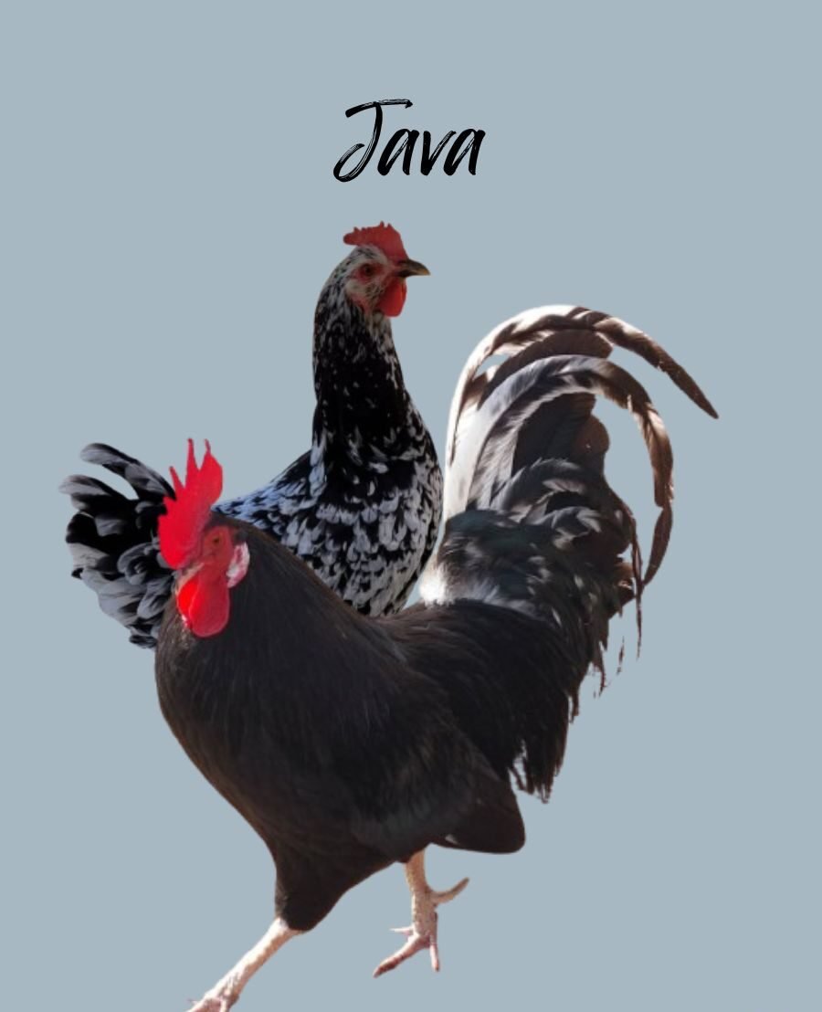 35+ Best White and Black Chicken Breeds (With Pictures)