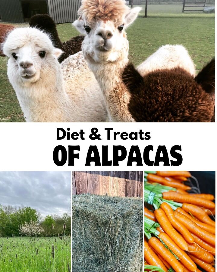 alpacas grass, carrot