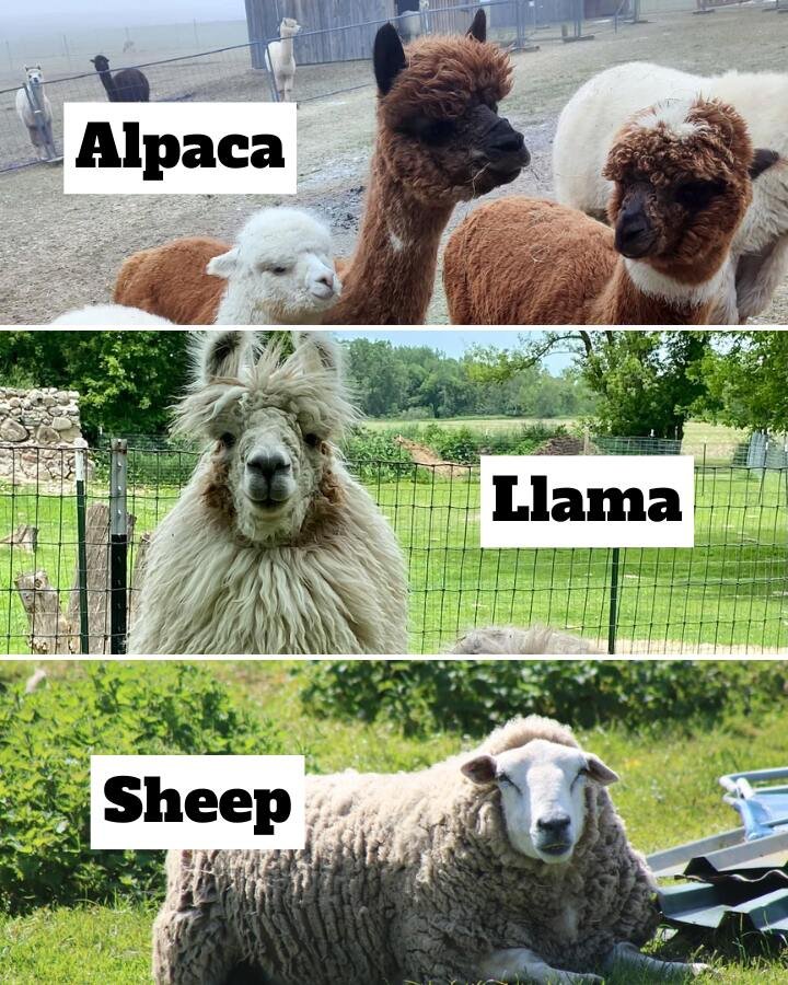 alpacas, llama and sheep