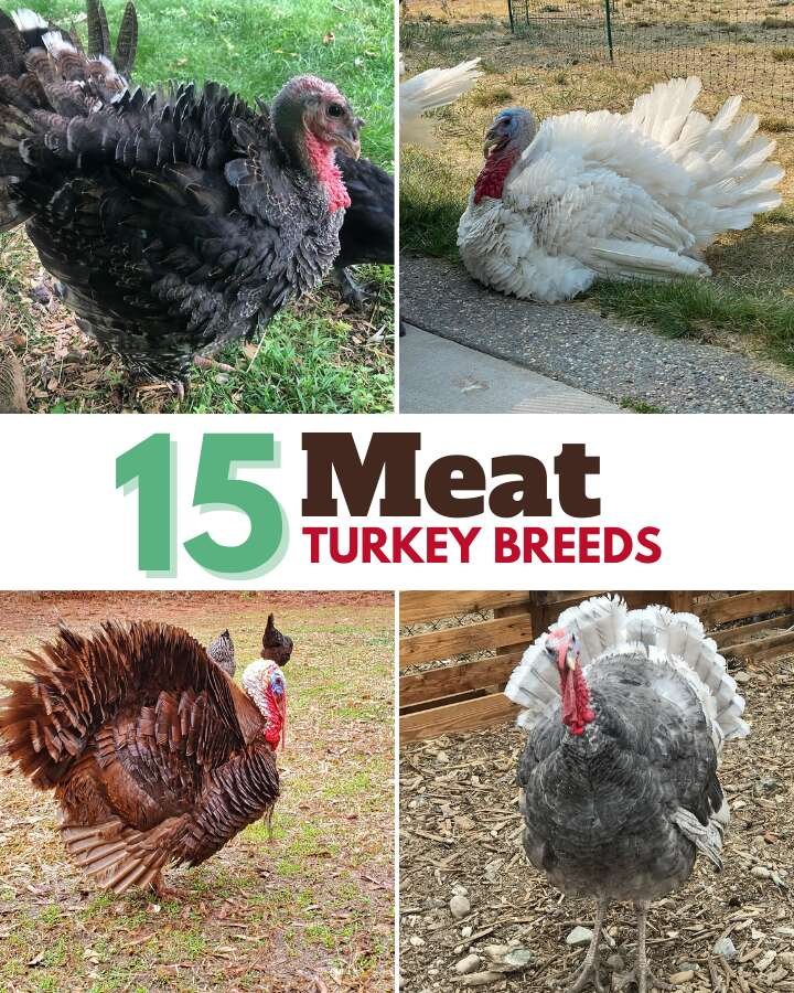 15 Best Turkey Breeds For Meat That You Need To Know