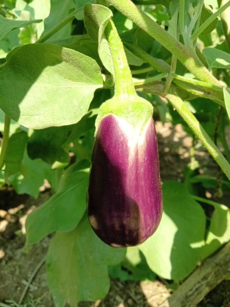 brinjal