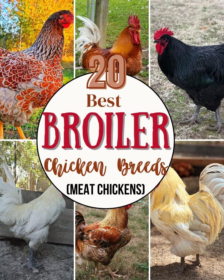 broiler chicken breeds in different locations