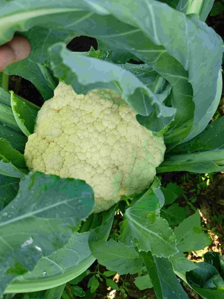 cauliflower