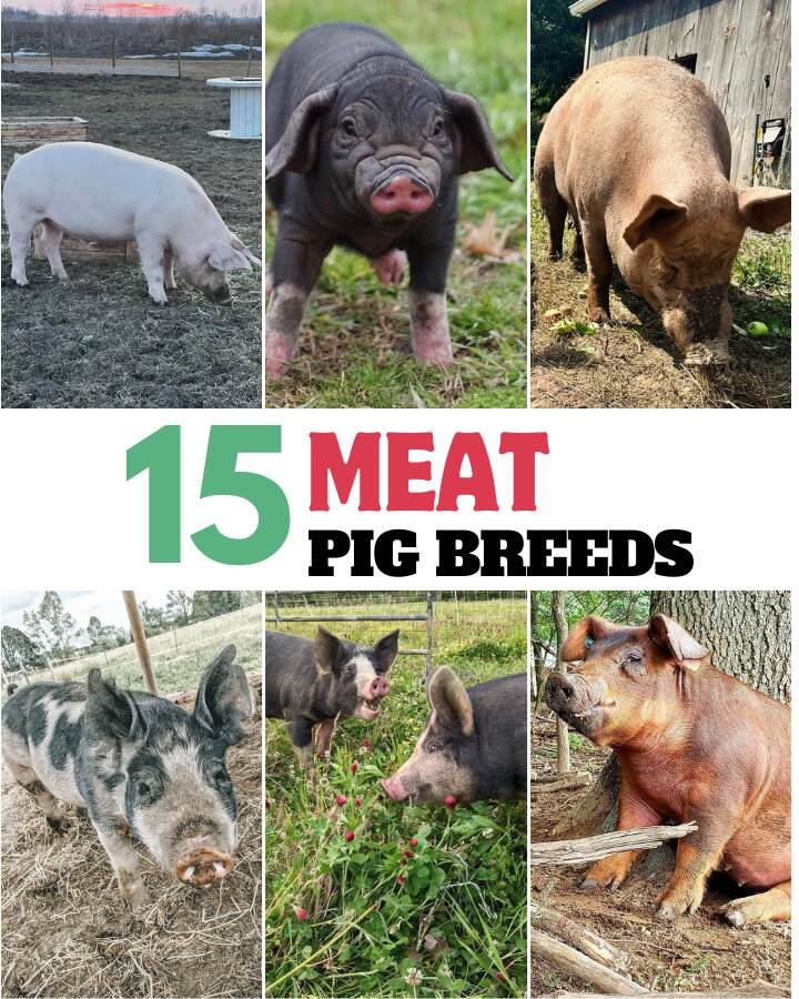 different pig breeds for meat