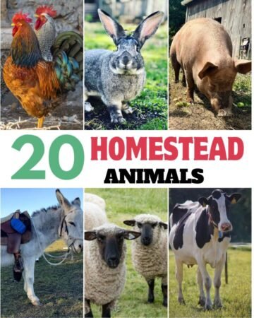 different types of homestead animals