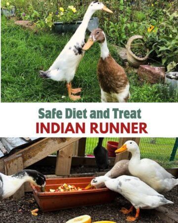 indian runner ducks outdoors