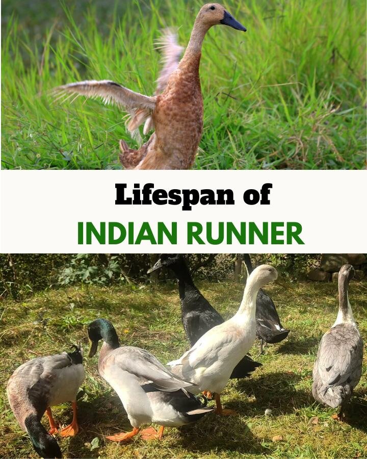 indian runners foraging outdoors