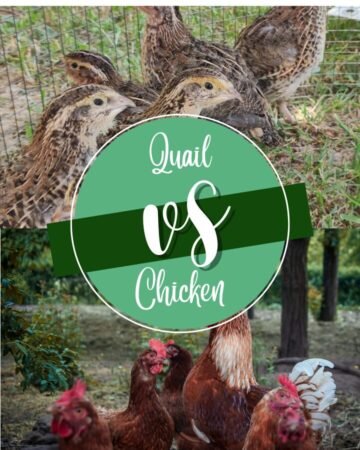 quails and chickens