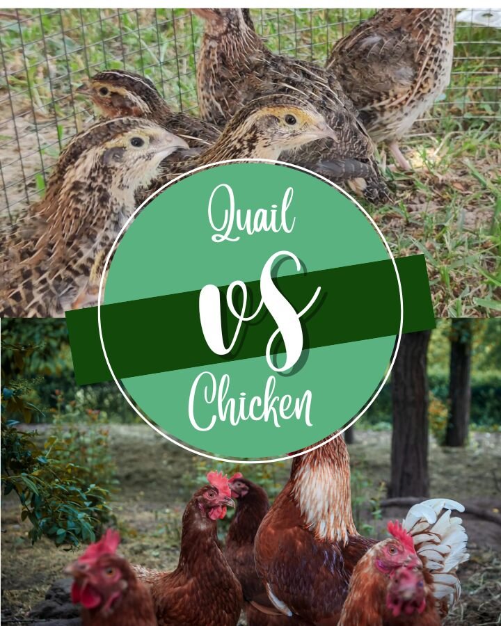 quails and chickens