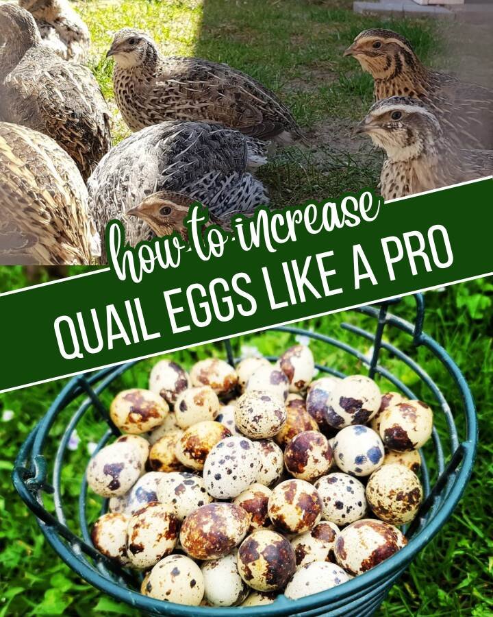 quails and their eggs outdoors