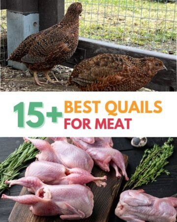 quails and their meat at home