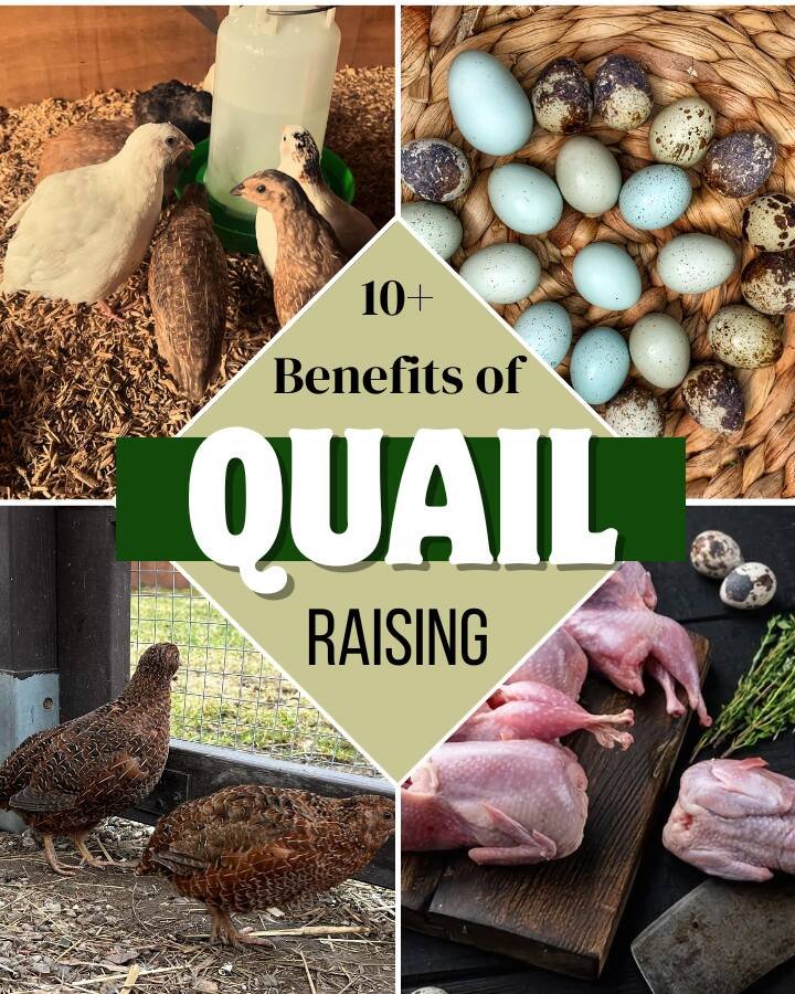 quails in the farm with eggs and meat