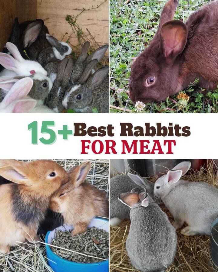 rabbit breeds for meat