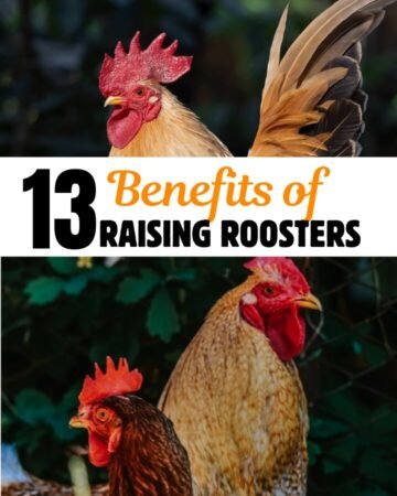 roosters in farmstead