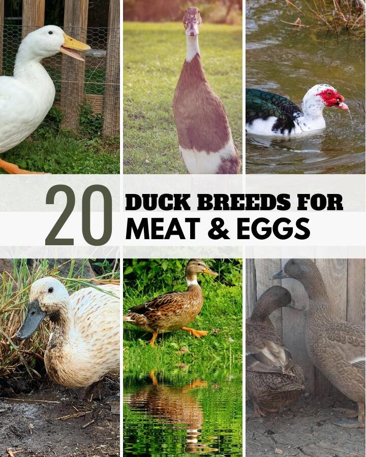 several duck breeds outdoors