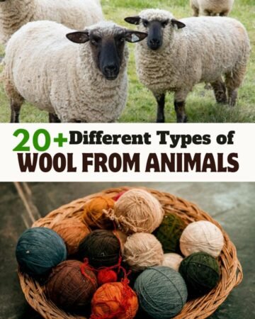 sheep and wool