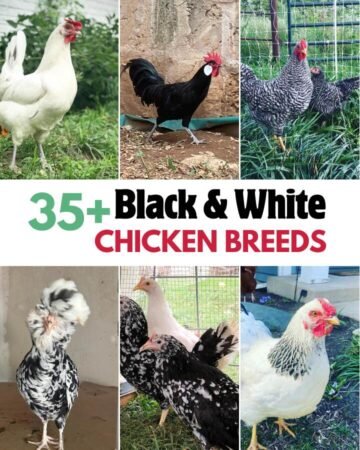 white and black chicken breeds to raise