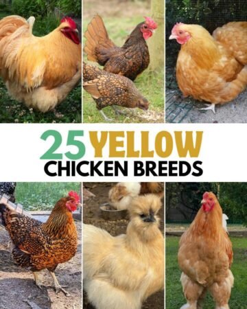 yellow or golden chicken breeds