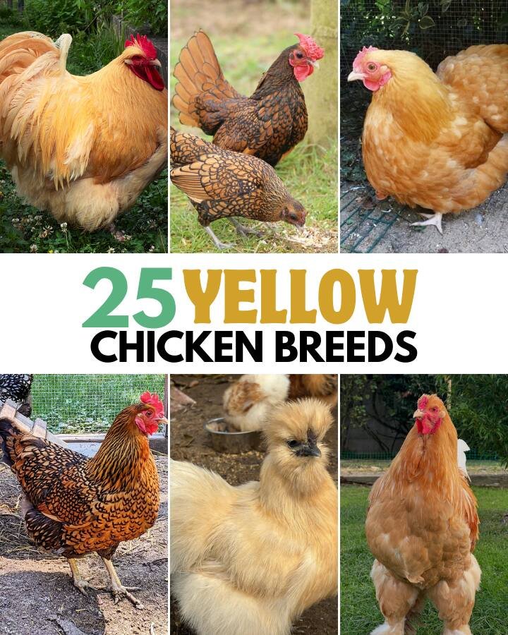 yellow or golden chicken breeds