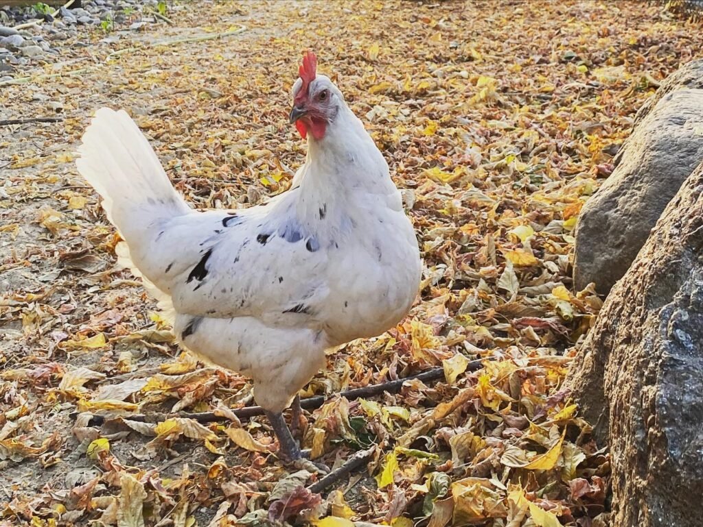 Image showcasing 20 Best Hybrid Chicken Breeds for Higher Yield (With Pictures)