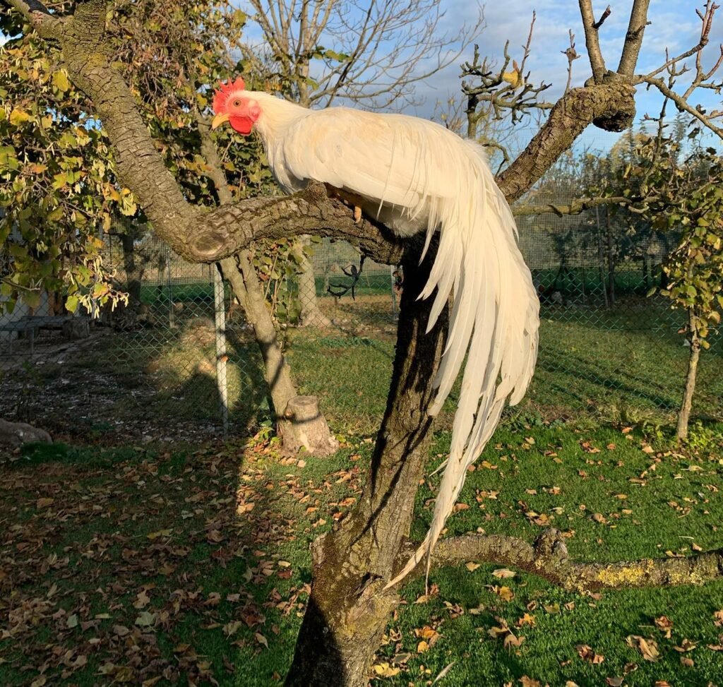 20 Most Beautiful Ornamental Chickens for Backyard Farming