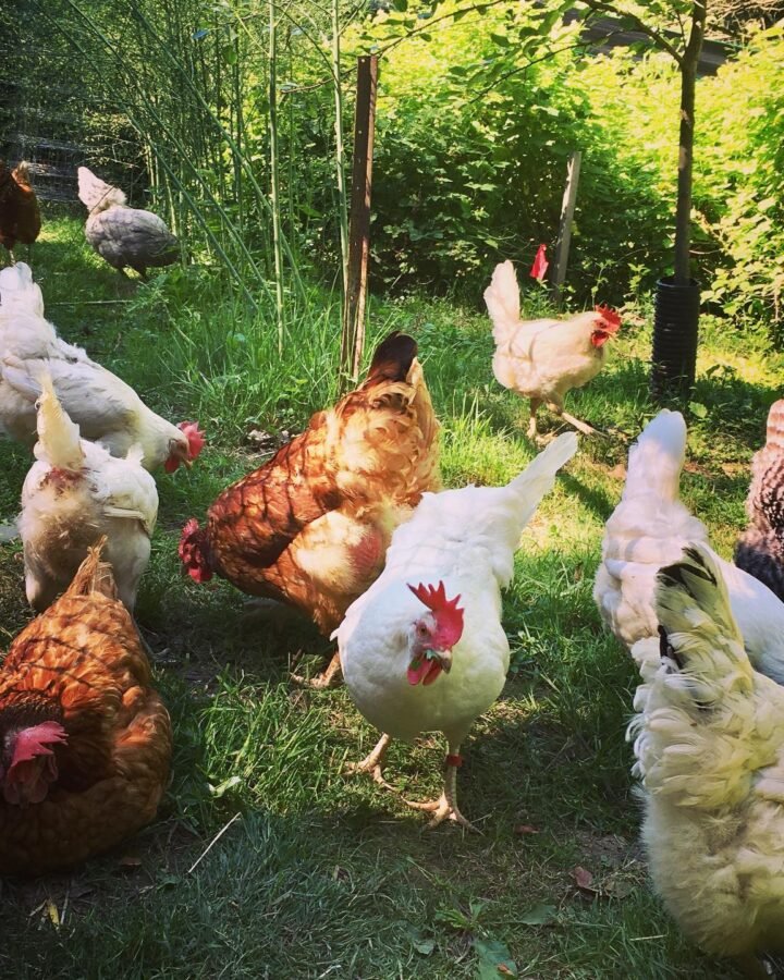chickens foraging outdoors