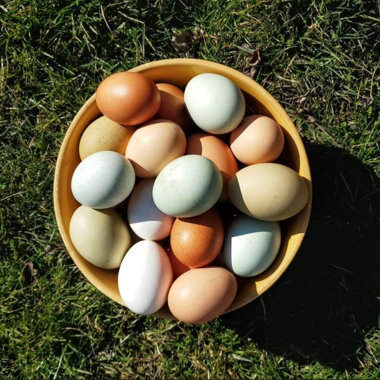 20 Beautiful Chicken Breeds for Colored Eggs (With Pictures)