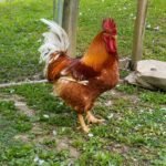 20 Best Hybrid Chicken Breeds for Higher Yield (With Pictures)