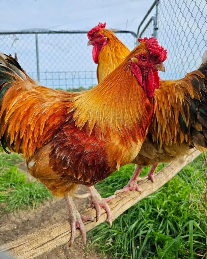 two roosters inside the pen