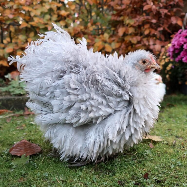 35+ Beautiful Bantam Chicken Breeds for Hobby Farms