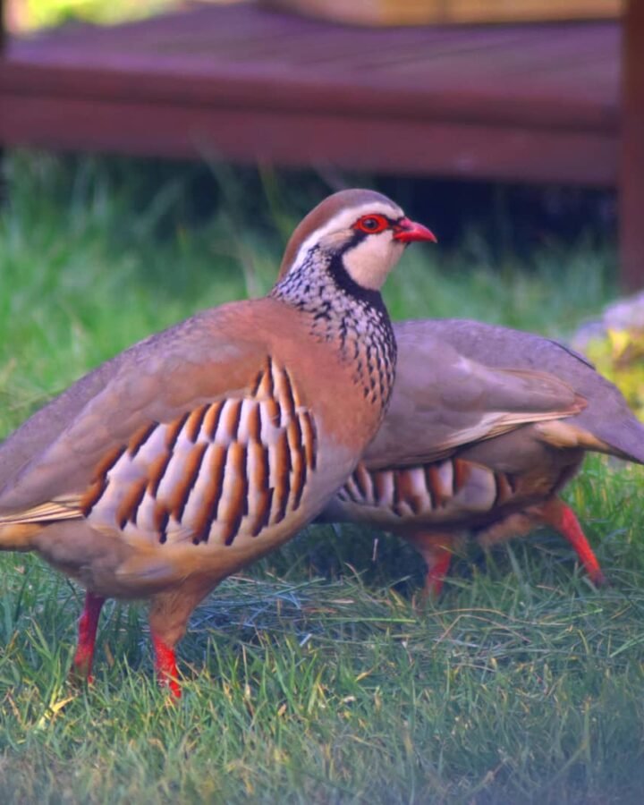 Partridges in the backyard