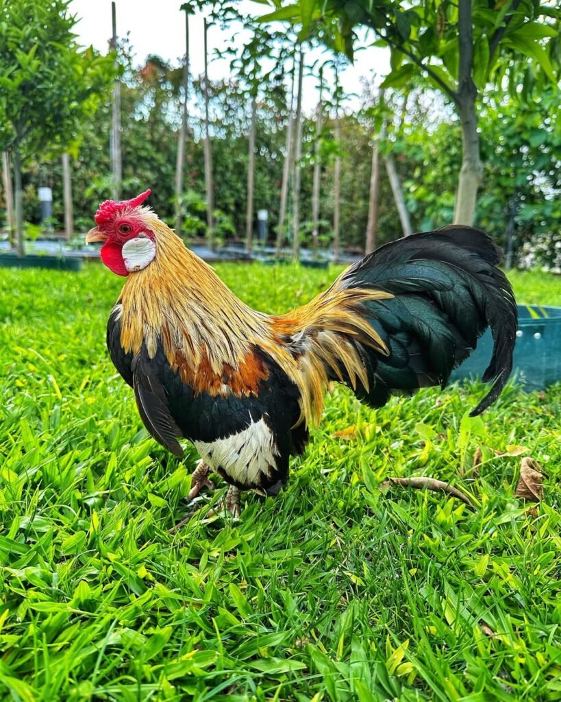 35+ Beautiful Bantam Chicken Breeds for Hobby Farms