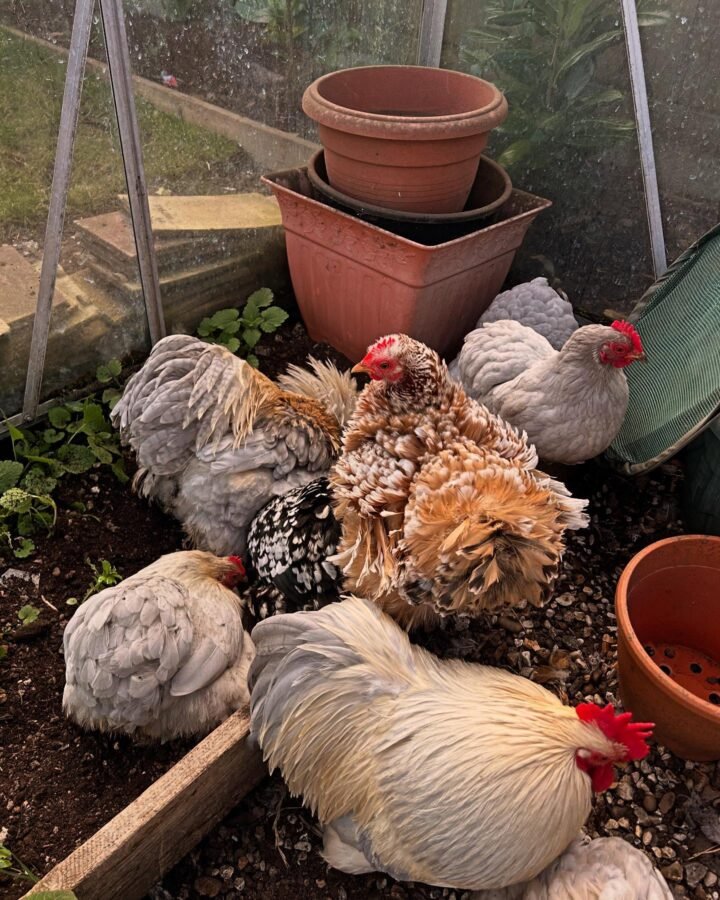 bantam chicken breeds in the enclosure