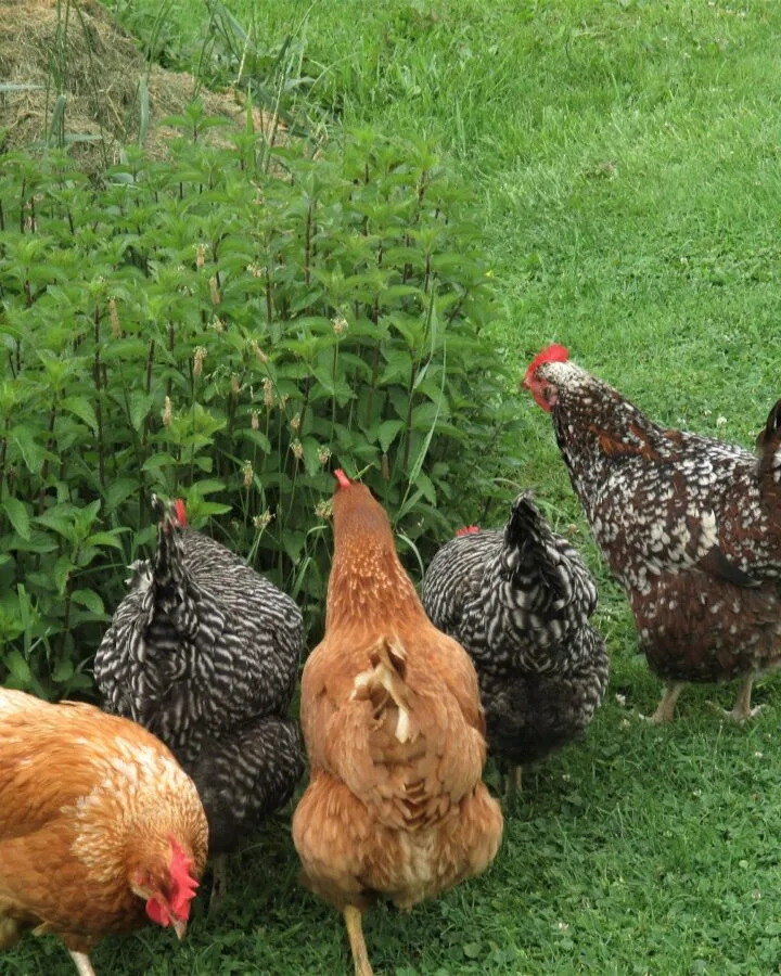 chickens eating plants outside