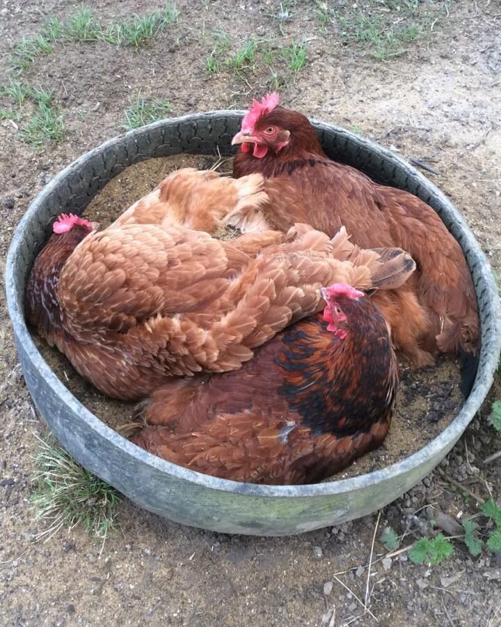 chickens in the container