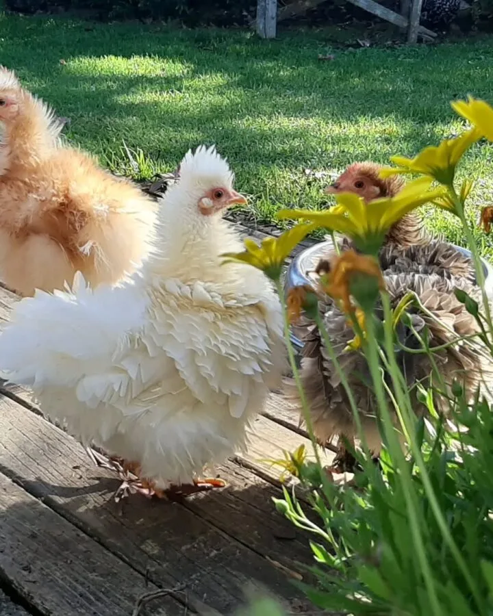 frizzle chickens in backyard garden