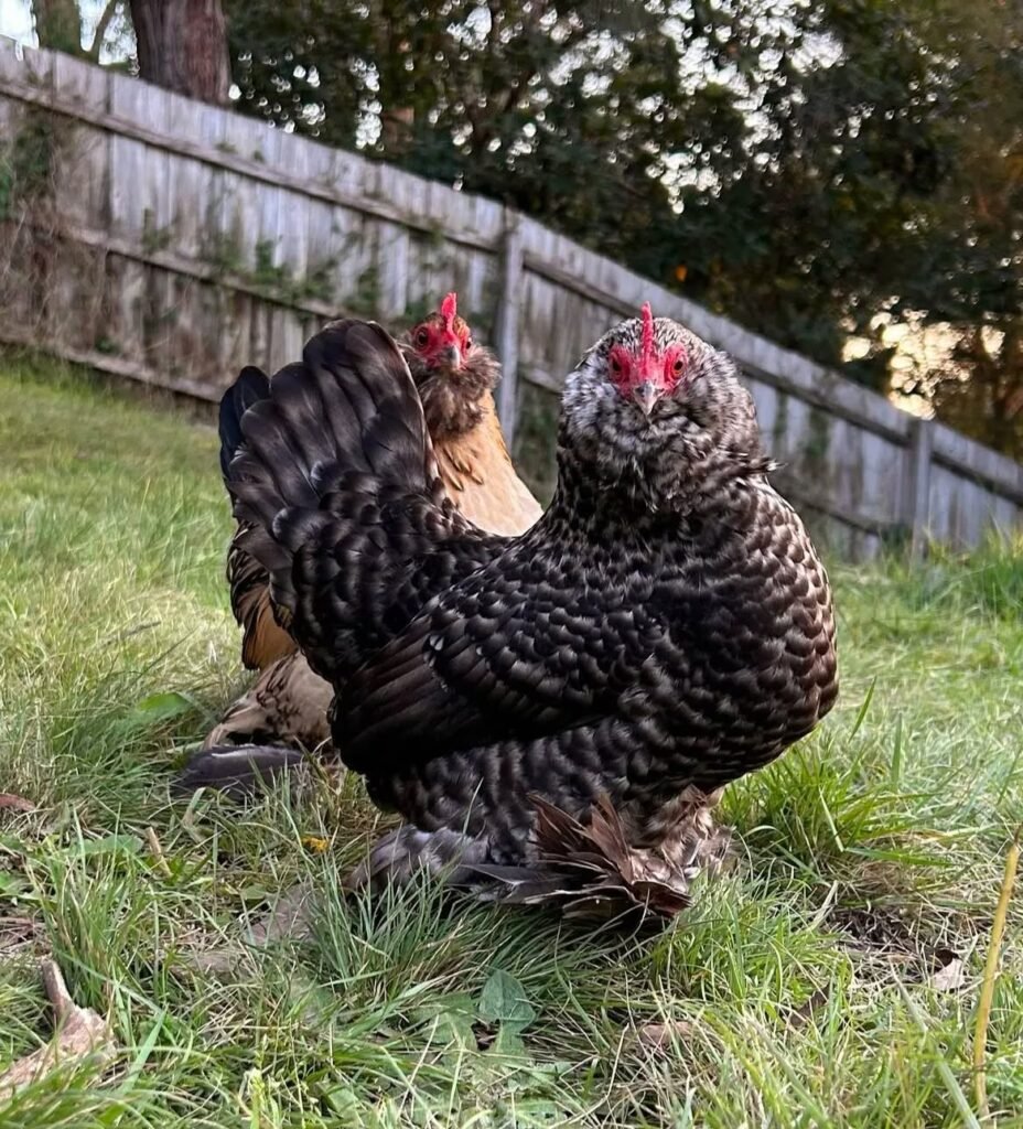 35+ Beautiful Bantam Chicken Breeds for Hobby Farms