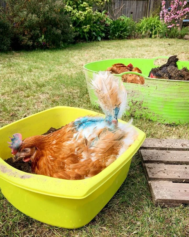 chickens enjoying their dust bath