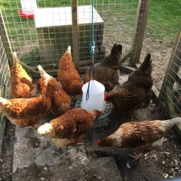 chickens in the coop eating food