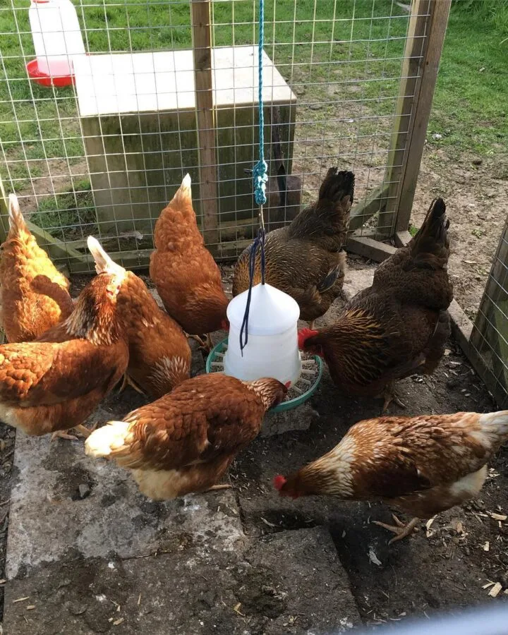 chickens in the coop eating food