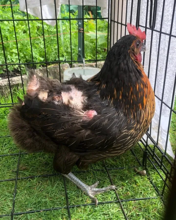 feather pecked hen