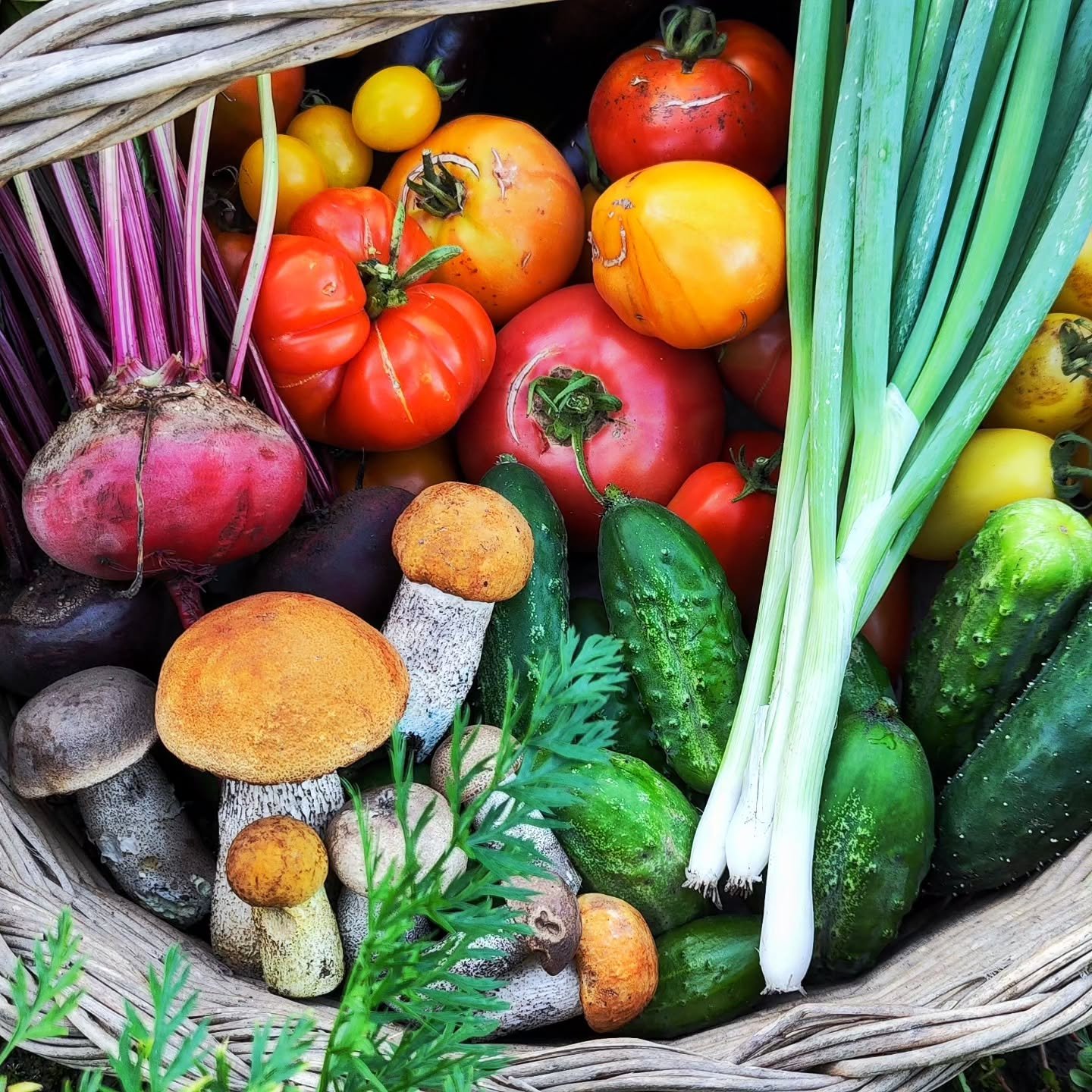 Homesteading place animal raising sustainable living guide