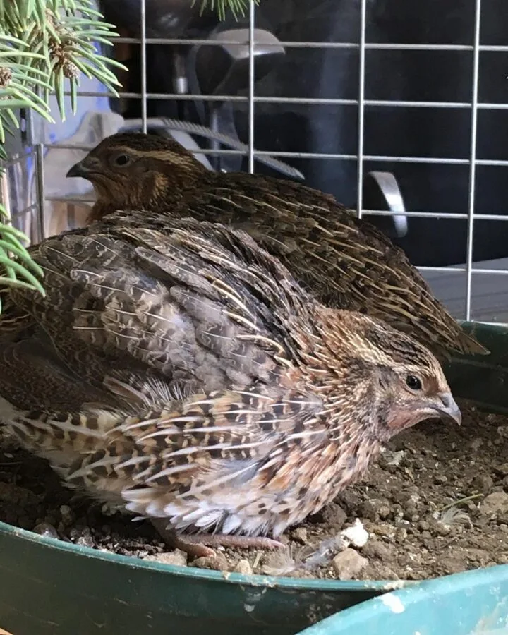 Jumbo Brown Coturnix Quail in ground coop