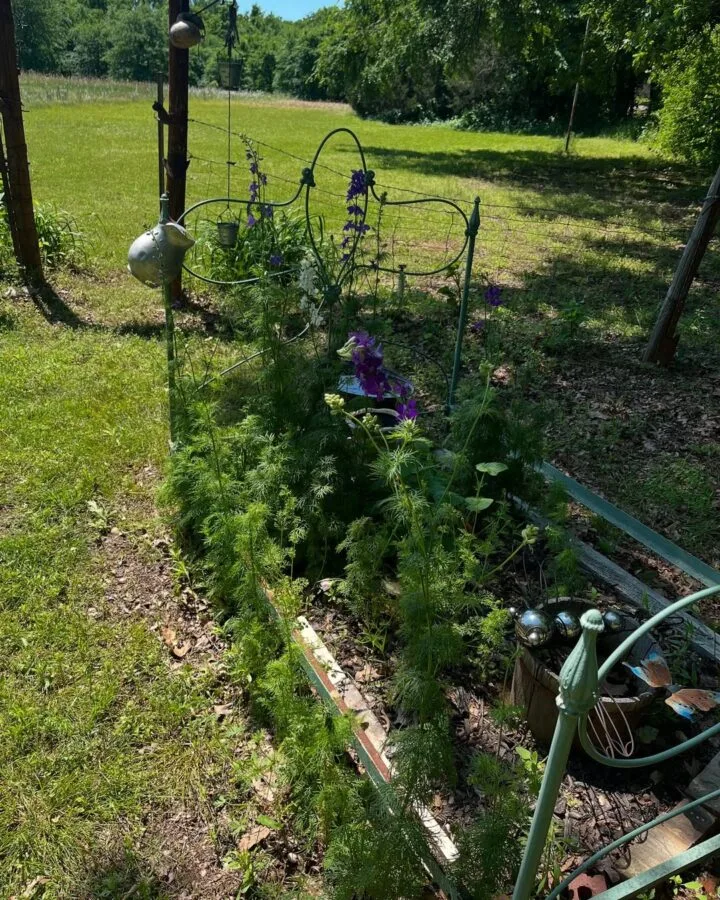 dill grown in raised bed