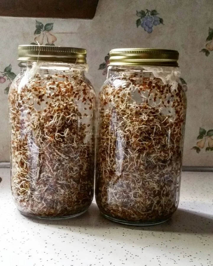 seed sprouts for chickens