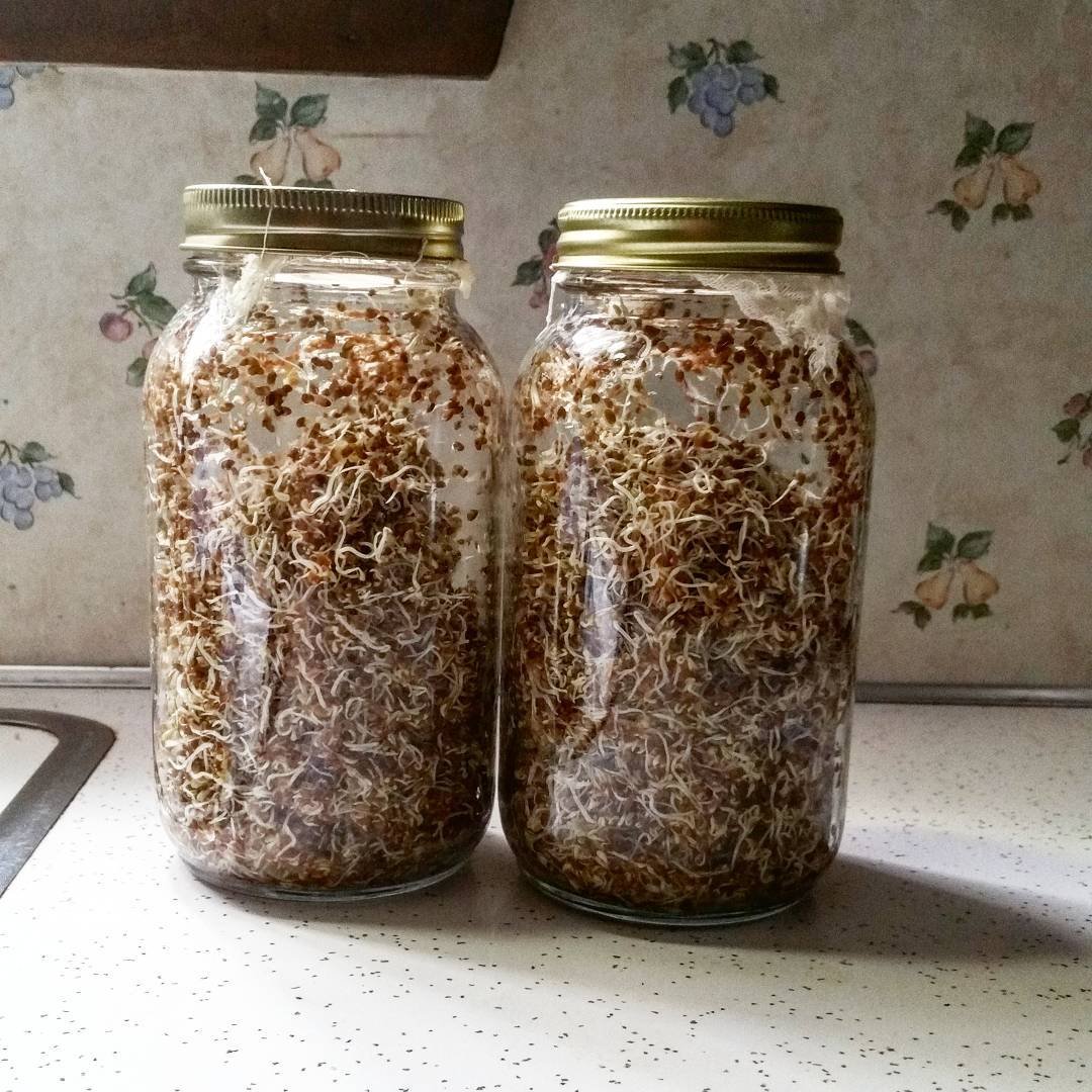 How to sprout seeds for chickens and growing fodders 