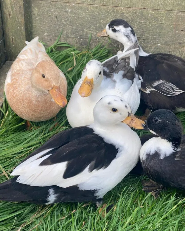 Bantam Duck Breeds