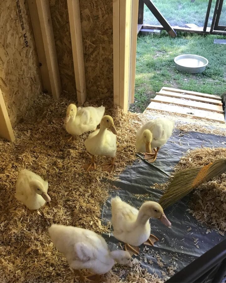 cleaning beddings of duck