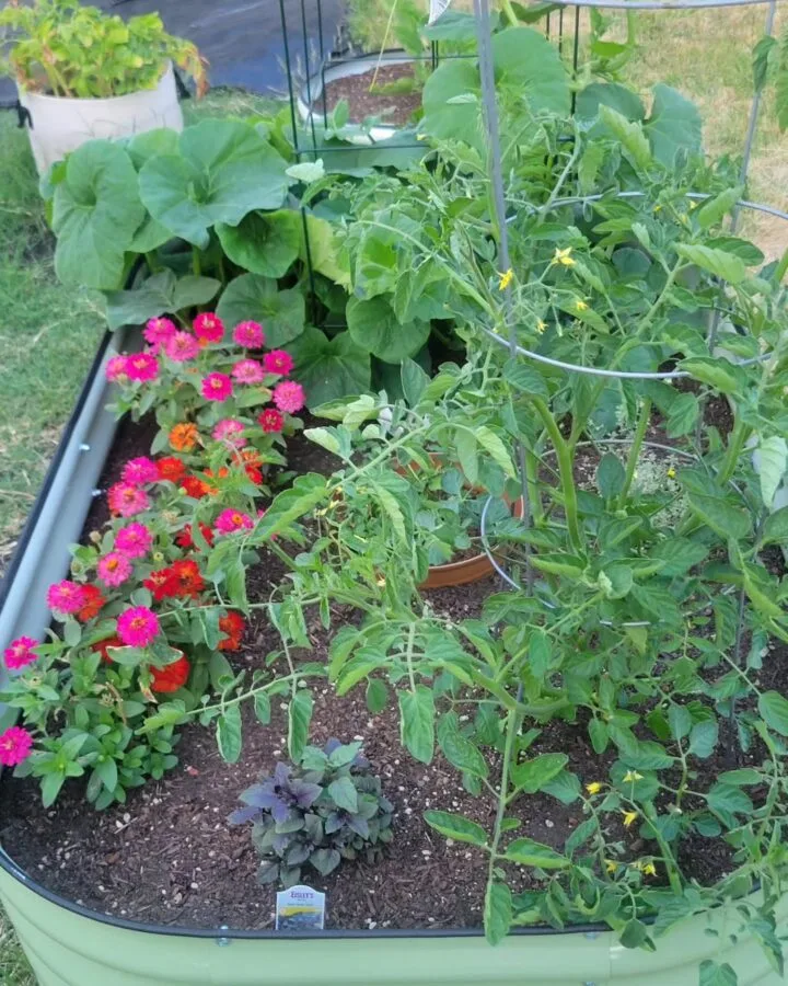 companion plants in raised bed