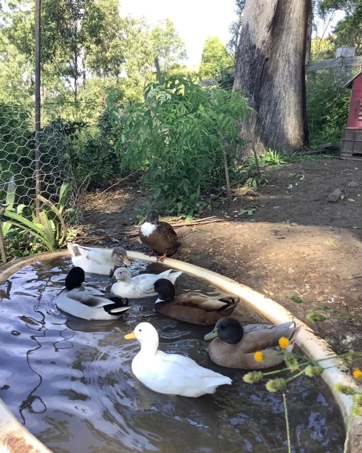 ducks in bath tub in winter
